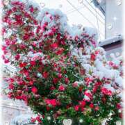 ヒメ日記 2026/02/13 09:54 投稿 桜井絵里子 五十路マダムエクスプレス横浜店（カサブランカグループ）