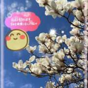 ヒメ日記 2026/03/11 11:12 投稿 桜井絵里子 五十路マダムエクスプレス横浜店（カサブランカグループ）