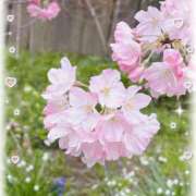 ヒメ日記 2026/03/25 11:02 投稿 桜井絵里子 五十路マダムエクスプレス横浜店（カサブランカグループ）