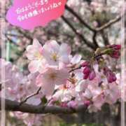 ヒメ日記 2026/03/29 10:44 投稿 桜井絵里子 五十路マダムエクスプレス横浜店（カサブランカグループ）