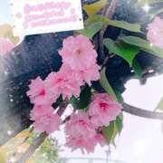 ヒメ日記 2026/04/15 10:54 投稿 桜井絵里子 五十路マダムエクスプレス横浜店（カサブランカグループ）