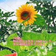 ヒメ日記 2026/07/14 10:50 投稿 桜井絵里子 五十路マダムエクスプレス横浜店（カサブランカグループ）