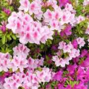 ヒメ日記 2025/04/25 07:15 投稿 木下（きのした） 熟女の風俗最終章 大宮店