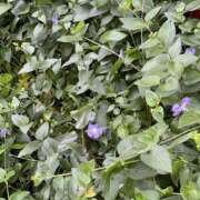 木下（きのした） これは… 熟女の風俗最終章 大宮店