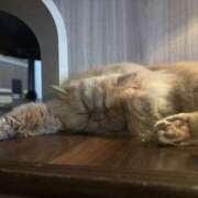 ヒメ日記 2026/01/21 08:40 投稿 れな New Sky