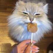 れな 🐈‍⬛  2月の予定は？ New Sky