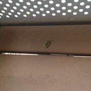 ヒメ日記 2025/06/25 15:06 投稿 あい(昭和53年生まれ) 熟年カップル名古屋～生電話からの営み～