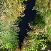 ヒメ日記 2025/11/09 16:30 投稿 あむ 黒い金魚（札幌）