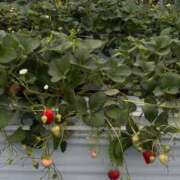 ヒメ日記 2025/04/03 20:23 投稿 ひめの One More 奥様　錦糸町店