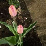 ヒメ日記 2025/04/14 15:56 投稿 ひめの One More 奥様　錦糸町店