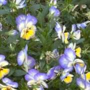 ヒメ日記 2025/09/18 23:45 投稿 ひめの One More 奥様　錦糸町店