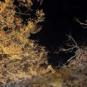 ヒメ日記 2025/11/29 00:27 投稿 ひめの One More 奥様　錦糸町店