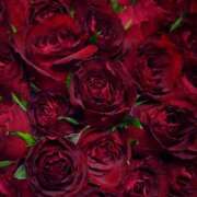 ヒメ日記 2025/03/16 05:28 投稿 ロゼ 錦糸町人妻セレブリティ（ユメオト）