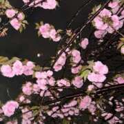 ヒメ日記 2025/04/20 23:49 投稿 与田 はるの　プレシャスかわ ファーストクラス ルビー