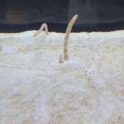 ヒメ日記 2025/03/31 22:37 投稿 みえ セレブクエスト‐Kasukabe‐