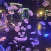 ヒメ日記 2025/04/17 08:00 投稿 みえ セレブクエスト-koshigaya-