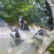 ヒメ日記 2025/04/25 22:48 投稿 みえ セレブクエスト-koshigaya-