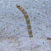 みえ おはよう😊 セレブクエスト-koshigaya-