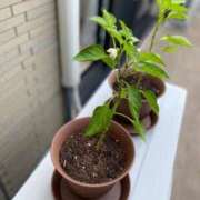 ヒメ日記 2025/11/05 17:24 投稿 河西－かわにし MSC 妄想紳士倶楽部 鶯谷店