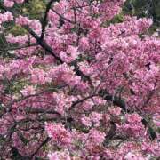 星咲えり お花見日和 色気あるワイフ