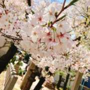 ヒメ日記 2025/04/06 20:32 投稿 りんご ぷるるん小町日本橋店