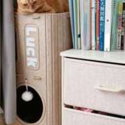 ヒメ日記 2026/02/25 12:17 投稿 りんご ぷるるん小町日本橋店