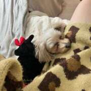 ヒメ日記 2026/02/25 19:37 投稿 りんご ぷるるん小町日本橋店