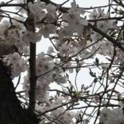 ヒメ日記 2025/04/01 21:23 投稿 ふうか りんくう泉佐野ちゃんこ