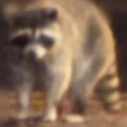 ヒメ日記 2025/06/09 00:00 投稿 ふうか りんくう泉佐野ちゃんこ