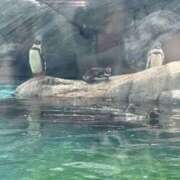 ヒメ日記 2025/08/26 20:52 投稿 ふうか りんくう泉佐野ちゃんこ