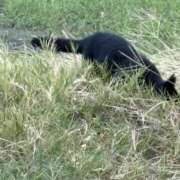 ヒメ日記 2025/09/26 23:02 投稿 ふうか りんくう泉佐野ちゃんこ