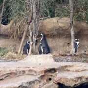 ヒメ日記 2026/02/25 23:52 投稿 ふうか りんくう泉佐野ちゃんこ