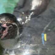 ヒメ日記 2026/03/27 19:02 投稿 ふうか りんくう泉佐野ちゃんこ