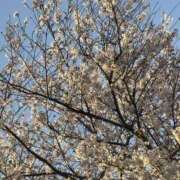 ヒメ日記 2026/04/09 12:02 投稿 ふうか りんくう泉佐野ちゃんこ