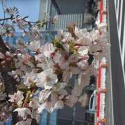 山田るい 桜すぐ散っちゃうね(涙) 月の真珠-五反田-