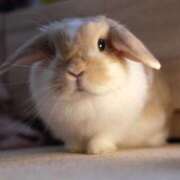 ヒメ日記 2025/10/12 07:38 投稿 みみ ソープランド AQUA（アクア）