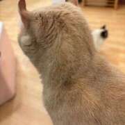 ヒメ日記 2025/11/10 21:35 投稿 みみ ソープランド AQUA（アクア）