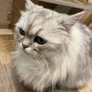 ヒメ日記 2025/03/15 22:44 投稿 わかな アラモード