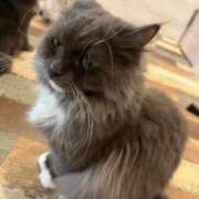 ヒメ日記 2025/03/17 12:39 投稿 わかな アラモード