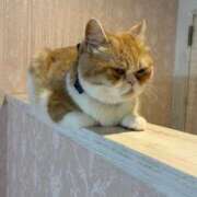 ヒメ日記 2025/03/20 07:24 投稿 わかな アラモード