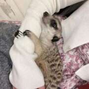 ヒメ日記 2025/03/27 16:41 投稿 わかな アラモード