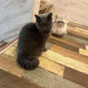 ヒメ日記 2025/04/11 17:29 投稿 わかな アラモード