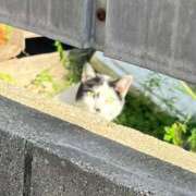 ヒメ日記 2025/04/27 10:28 投稿 わかな アラモード