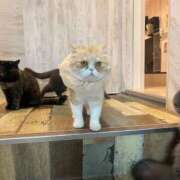 ヒメ日記 2025/05/27 15:21 投稿 わかな アラモード