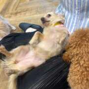 ヒメ日記 2025/06/17 18:57 投稿 わかな アラモード