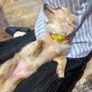 ヒメ日記 2025/07/02 09:58 投稿 わかな アラモード