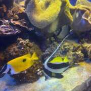 ヒメ日記 2025/07/24 16:44 投稿 わかな アラモード