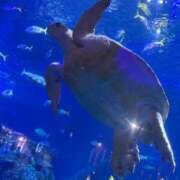 ヒメ日記 2025/07/27 11:49 投稿 わかな アラモード