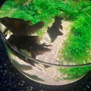 ヒメ日記 2025/08/06 00:39 投稿 わかな アラモード