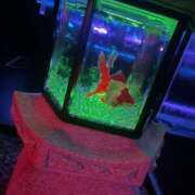 ヒメ日記 2025/08/09 10:34 投稿 わかな アラモード